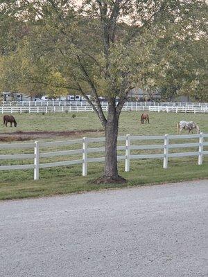 Beautiful Horses