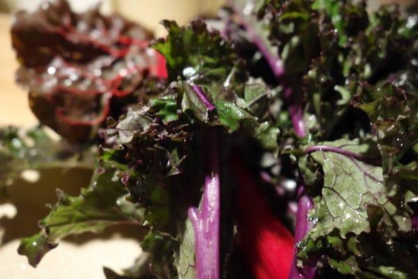 Rainbow chard!