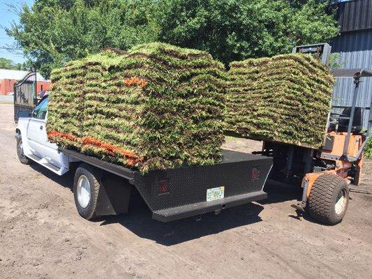 Sod Installation