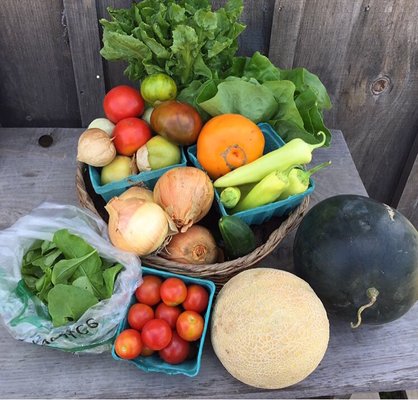 Summer CSA Share