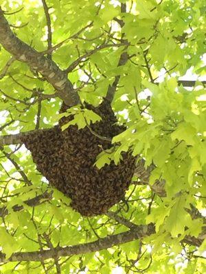 Safe the honey bees! Let us remove and preserve wild hives.