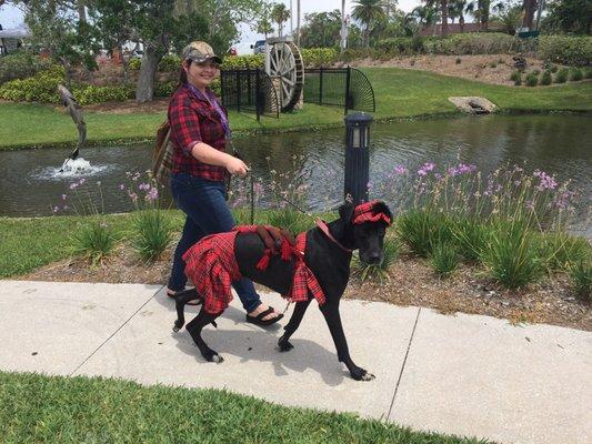 Dogs in there kilts