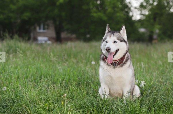 Dogs Connect Life