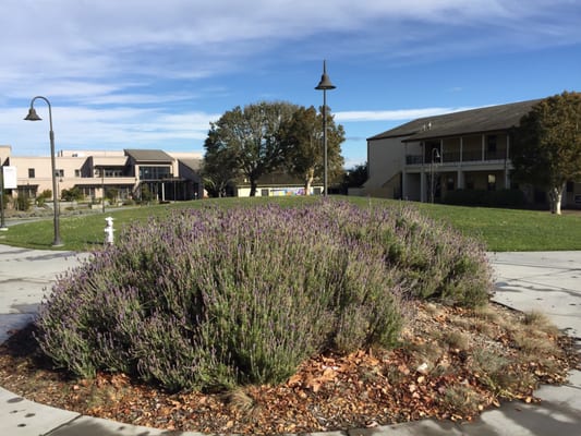 Love the Lavender patch! Just breathe