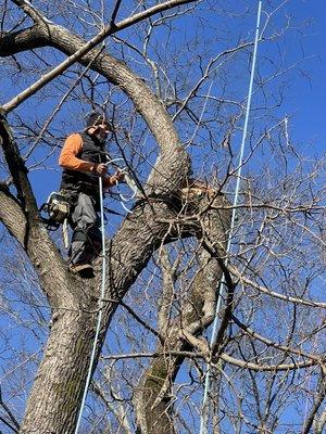 Badillo Tree services