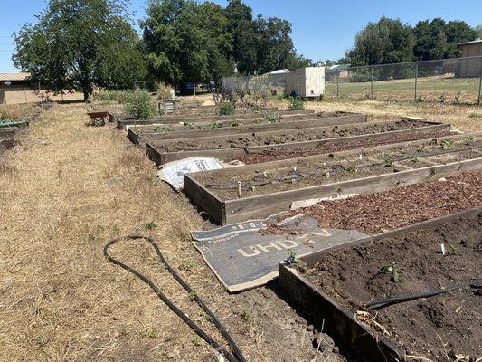 Garden beds at Taft Montessori School Garden.