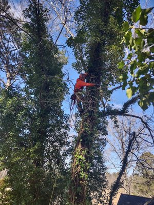 Justin Time Tree Service