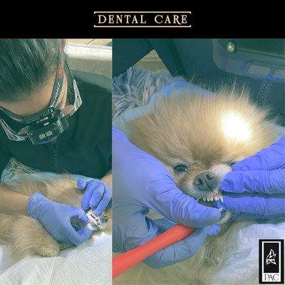 Pet Dental Care