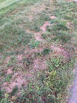 more weeds than grass and bare spots