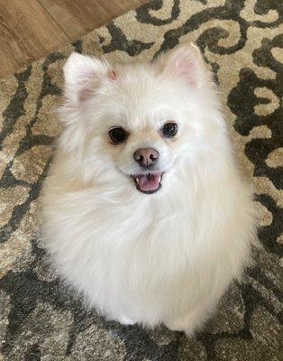 Happy dog after having a spa treatment by Brenda.