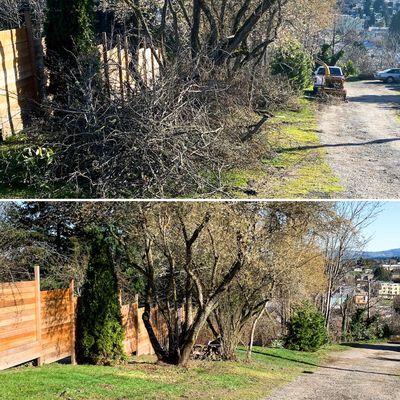 These cherry trees were beginning to interfere with overhead utilities and needed to be pruned.