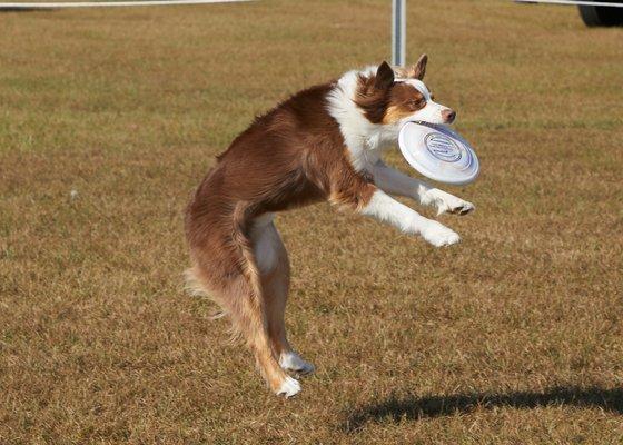 Southern Ohio Flying K9's, at BARK-Tober Fest