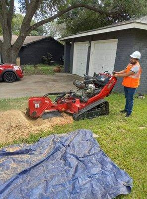 Manuel grinding a tree stump.