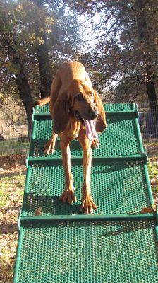 Playing in Jungle Camp Enrichment yard "Ramp"