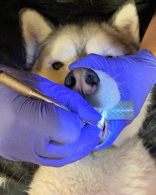 This little guy is having his teeth cleaned while awake. Our school teaches this method to students all over the world.