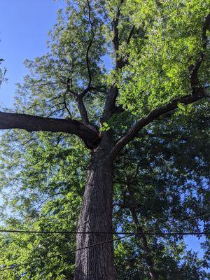 Shot from below the fallen limb. The tree is over 100' tall with power lines right next to it.