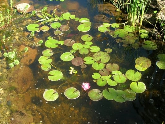 Water Lilies