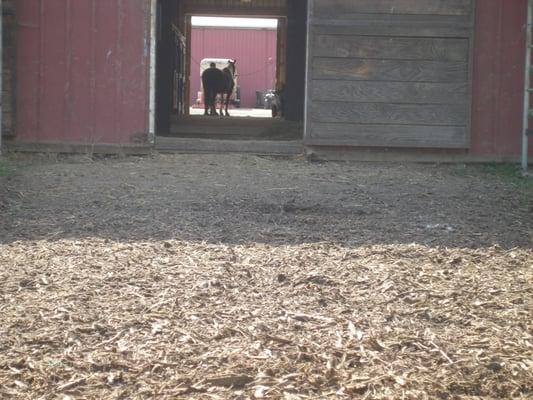 Each 12 x 12 matted stall has its own 42' paddock attached. All stall and runs are cleaned twice daily.