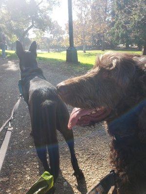 Sam and Rufus that love to walk together Inhave them well trained now.