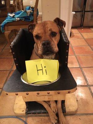 Vinny - has Megaesophogus so he eats in a doggy high chair!