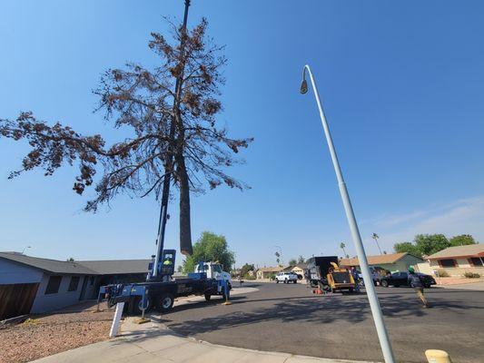 Dead pine- tree removal needed to come down before the monsoon.