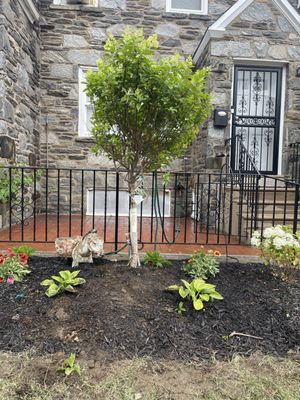 Limelight hydrangeas tree