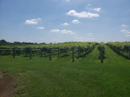 The beautiful vines at Chateau de Pique.