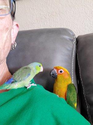 Blue Parrotlet "Little " Sun Conure "Tugg"  Thank you Tammy, you are the BEST!!!!