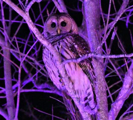 Owl on the prowl. Image by Mechthild Molter-Snyder.