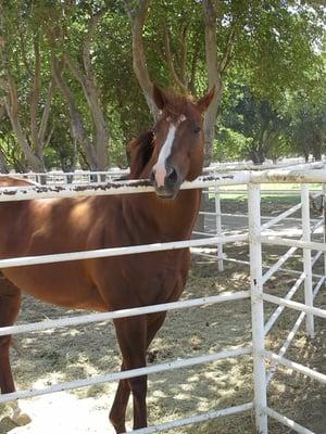 Lucky Pulpit, father of California Chrome