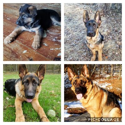 Ruckus from 7 weeks to 18 months