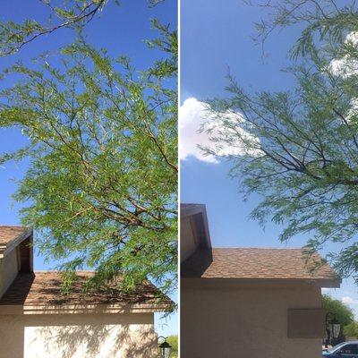 This mesquite tree was reduced away from the house. Pruned by certified arborist, Angelo Romeo