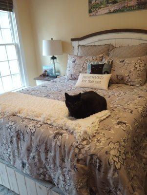 One of 2 big sweet black cats I cared for recently. He's just chilling out on the bed I made up for their pet parents.