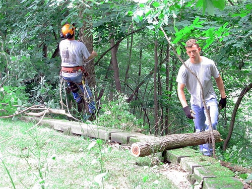 Tree Removal Newnan Ga