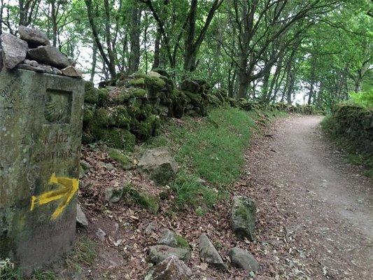 The magical forest of Galicia