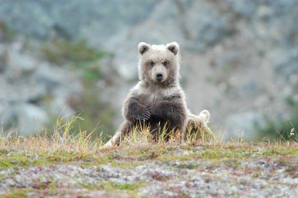 Coastal Brown Bear cub.