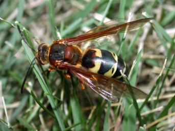 Digger Wasp