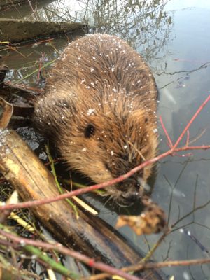 beaver caught in an HOA lake