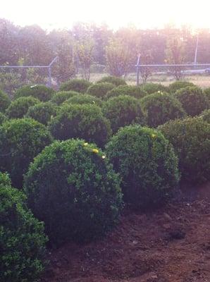 American boxwood