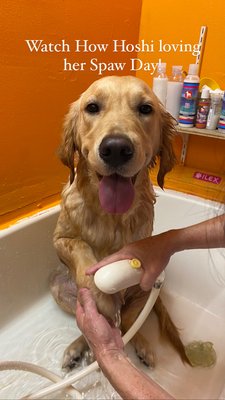 Spa Day for your Dog and you can be part of their experience! All Natural Way you can learn.