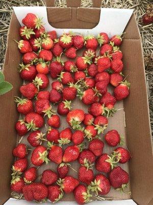 Wyatt's strawberry patch