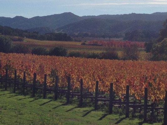 Fall in Wine Country