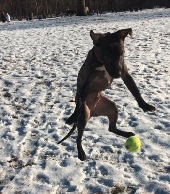 My foster dog Nugget.  He lived with me for 3 months.  Helped him with food aggression, jumping, pulling, biting... He is now adopted!