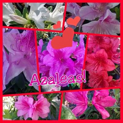 Azalea Colors!