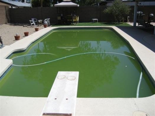 Elite Pool Cleaners - 5904 Jessamine St. Houston, TX 77081 - (713) 489-3420