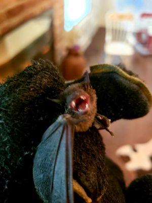 Spring Texas Bat Removal