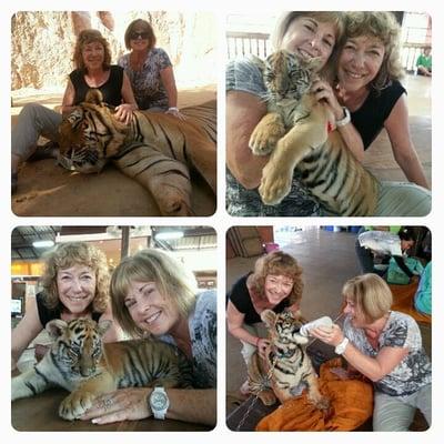 Tiger Temple, Bangkok, Thailand