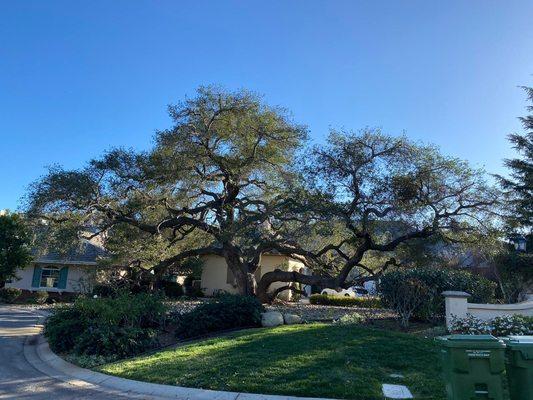 Tree services... 
Tree Cleaning