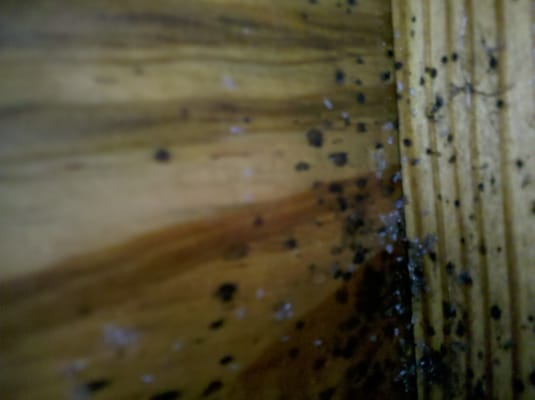 bed bug infestation