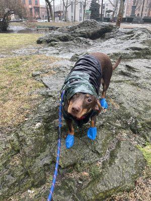 Boots and coat from Hoboken Pet!